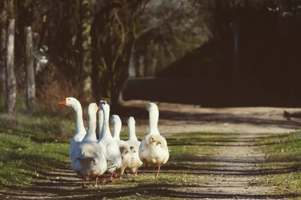 Oche in vigna: sostenibilità… e un pizzico di caos&nbsp;🪶